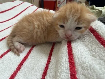 A baby small-sized male Domestic Short Hair cat named Colby jack for adoption in Honolulu, HI