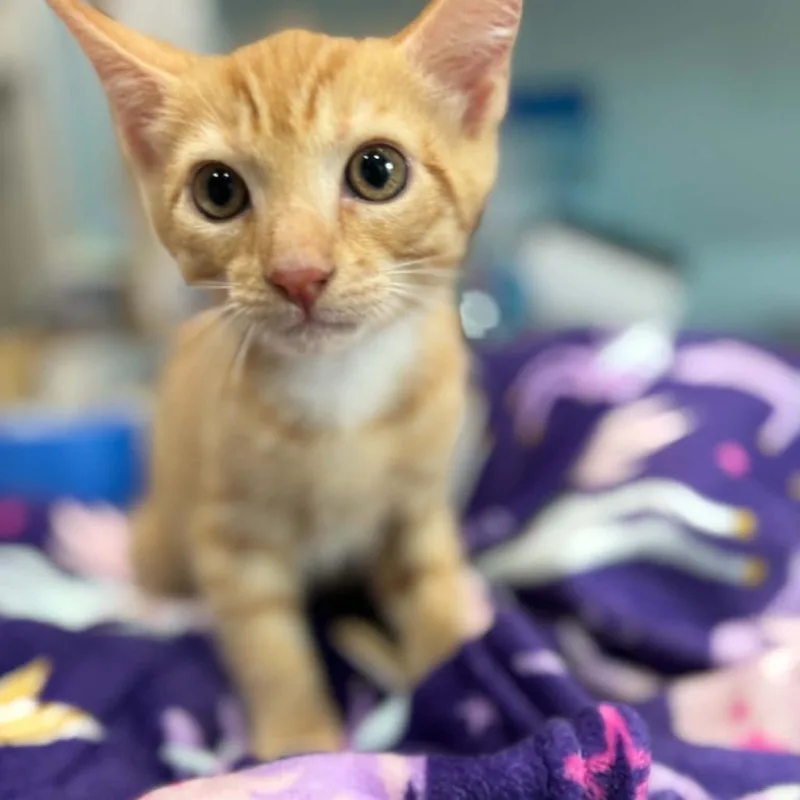 A baby small-sized male Orange / Red Domestic Medium Hair cat named Roy for adoption in Seminole, FL