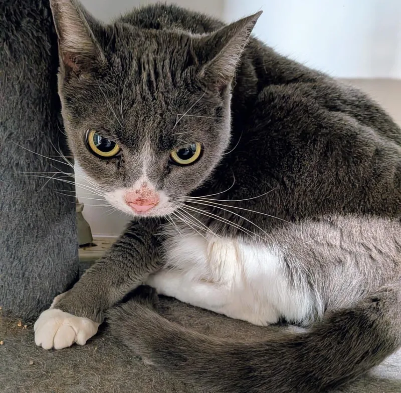 An adult large-sized female Domestic Short Hair cat named Lulu for adoption in St. Augustine, FL