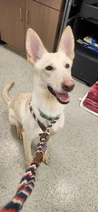 A young medium-sized female German Shepherd Dog dog named Piper June for adoption in Fishers, IN
