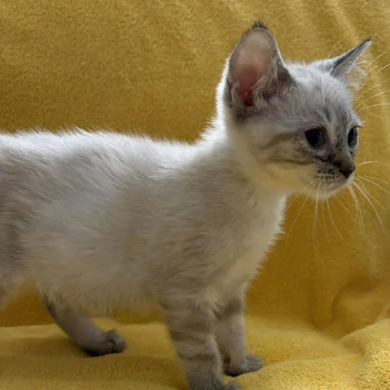 A baby small-sized female Cream / Ivory Siamese cat named Wrap for adoption in Winchester, VA