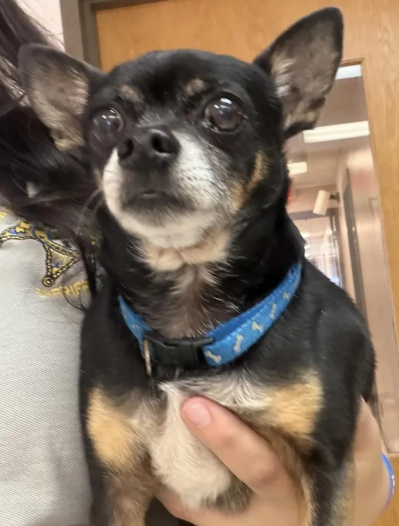 A senior small-sized male Black Chihuahua dog named Odin HOLD for adoption in Canton, OH
