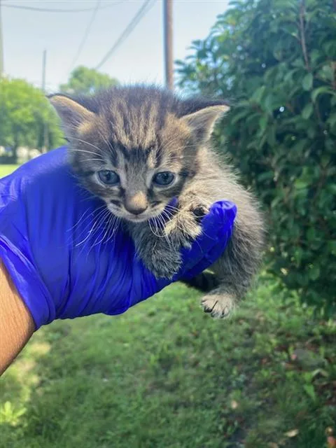 A baby small-sized male Domestic Short Hair cat named Persia for adoption in Dallas, TX