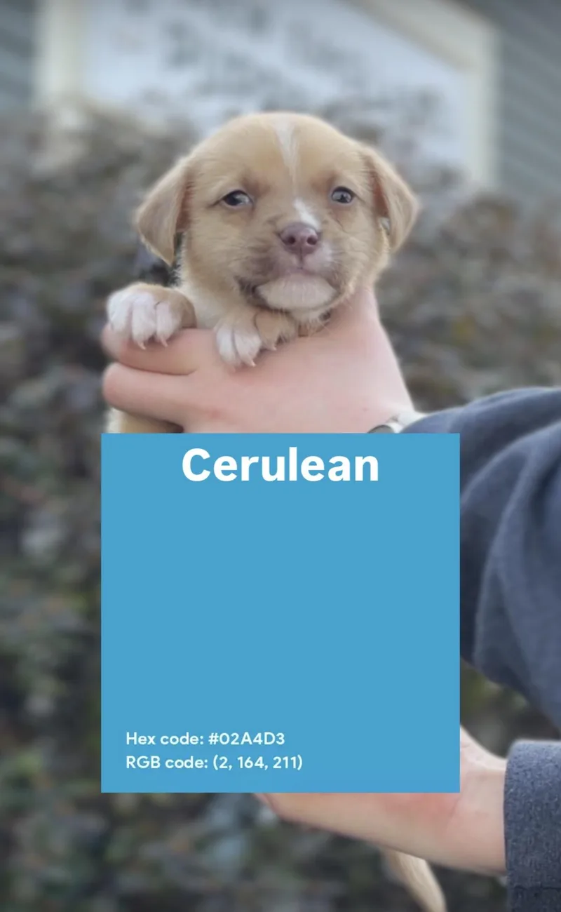 Cerulean