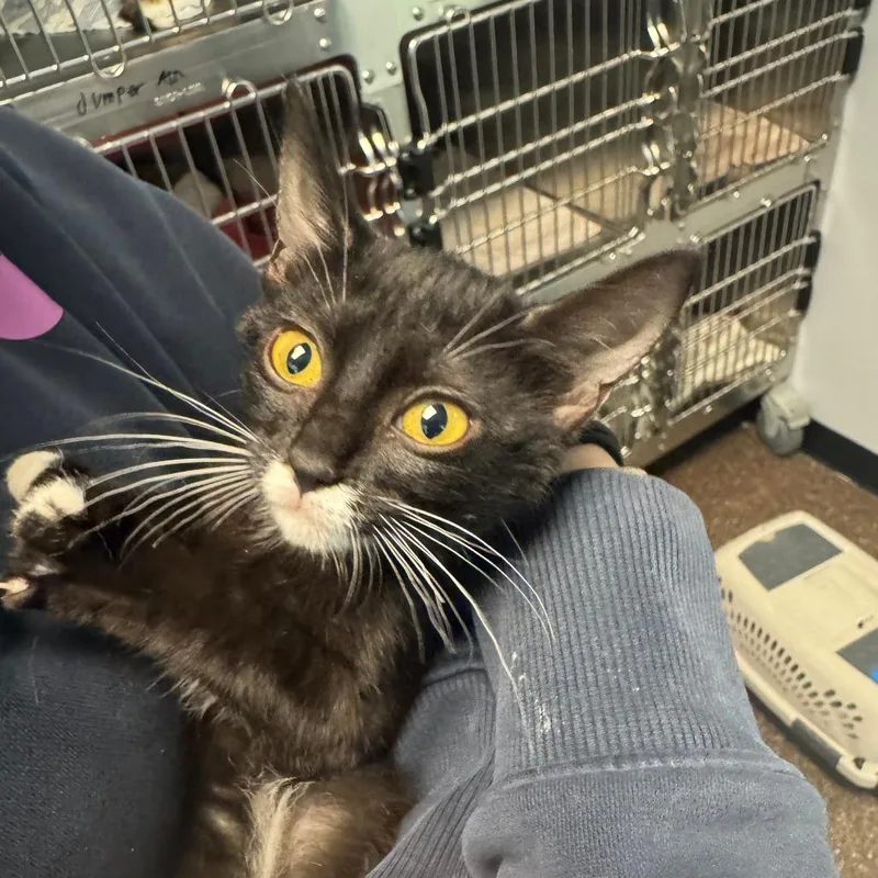 A baby small-sized female Black Domestic Short Hair cat named Gina for adoption in Columbus, GA