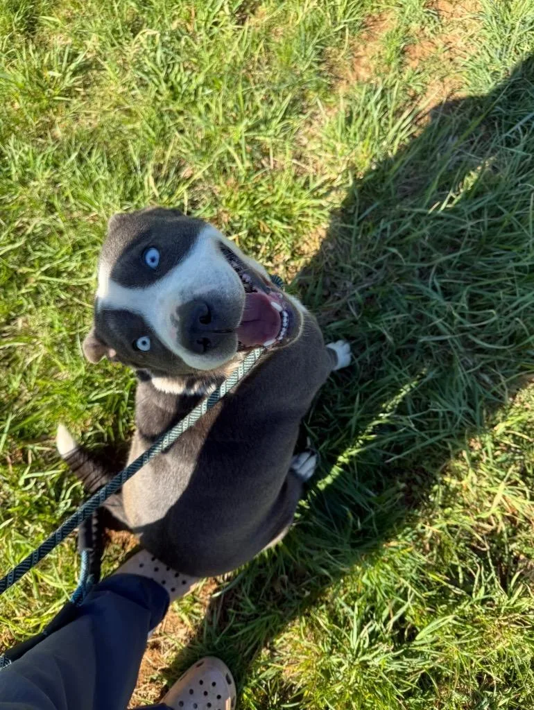 Daisy thumbnail 3