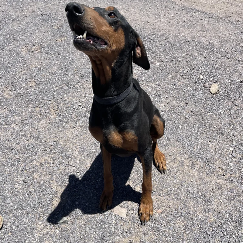 An adult large-sized male Black Doberman Pinscher dog named Knox for adoption in Lordsburg, NM