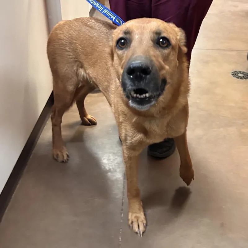 An adult medium-sized female German Shepherd Dog dog named BearBear for adoption in Flagstaff, AZ