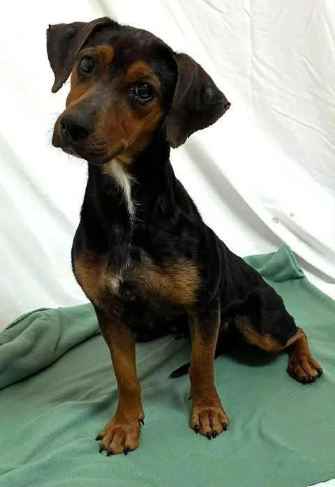 An adult medium-sized female Dachshund dog named Zarina for adoption in Newport, KY