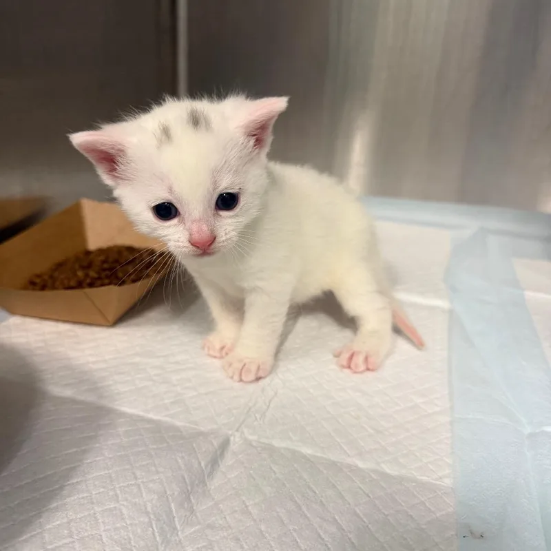 A baby small-sized female White Domestic Short Hair cat named Mouse Deer for adoption in Greensboro, NC