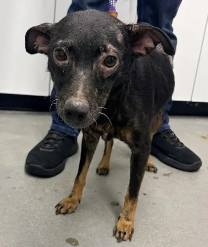 Possum FKA Dog