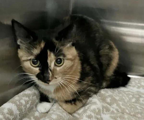 A young medium-sized female Domestic Short Hair cat named Nugget for adoption in Staten Island, NY