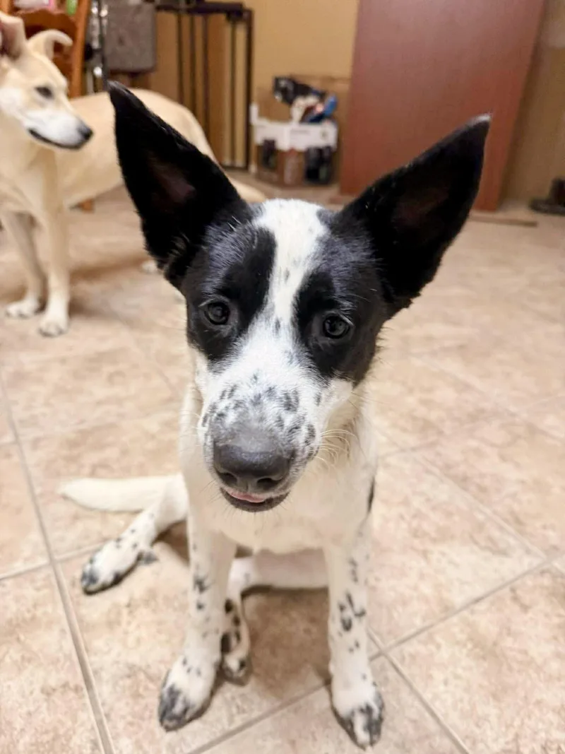 A baby medium-sized female White / Cream Border Collie dog named Lamb for adoption in Austin, TX