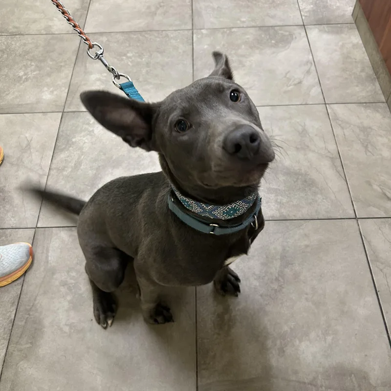 A young large-sized male Gray / Blue / Silver Weimaraner dog named Quincy for adoption in Wilmington, NC