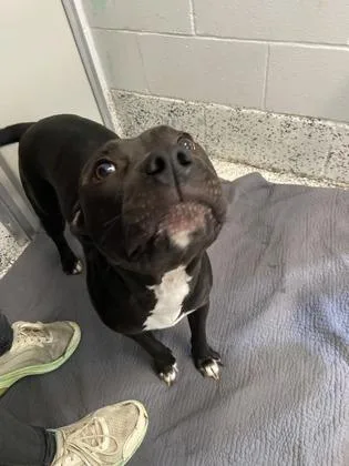 An adult medium-sized female Mixed Breed dog named Raven for adoption in West Chester, PA