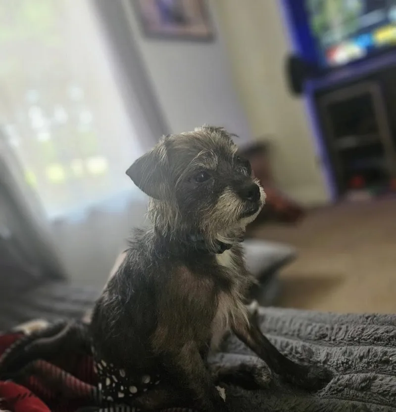 An adult medium-sized male Miniature Schnauzer dog named Gus for adoption in Knoxville, TN