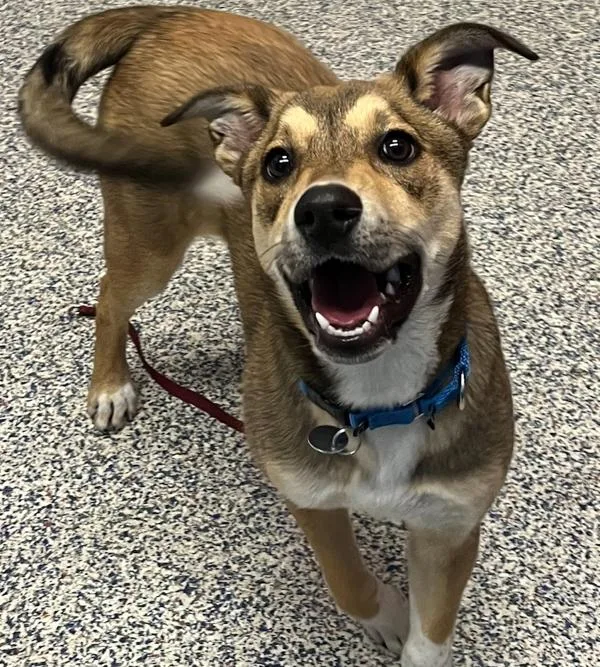 A young medium-sized female Shepherd dog named Cali for adoption in Golden, CO
