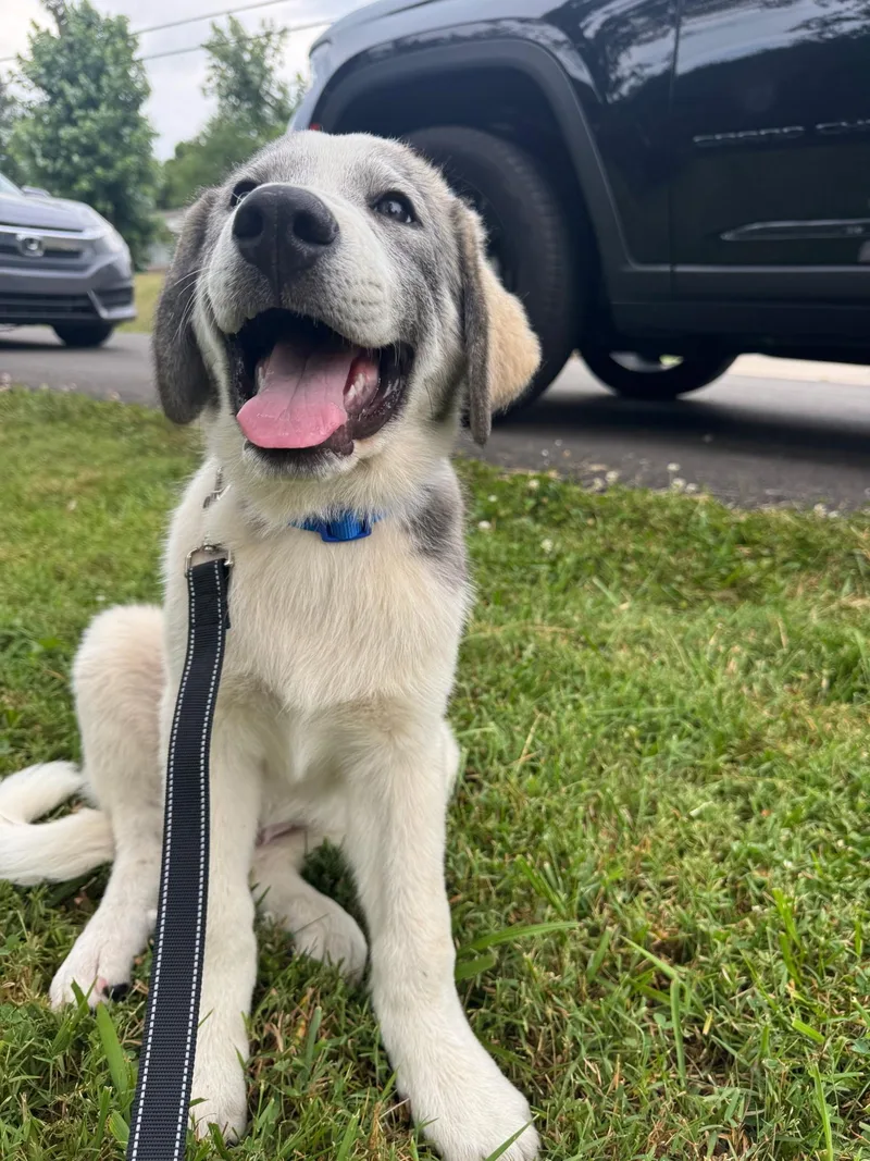 A baby large-sized male Great Pyrenees dog named Nanook for adoption in Spring hill, TN