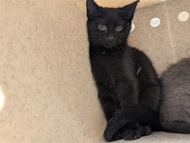 An adult small-sized female Domestic Short Hair cat named A for adoption in Moreno Valley, CA