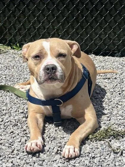 An adult medium-sized female Mixed Breed dog named Hawaiian Sweet Roll for adoption in Cincinnati, OH