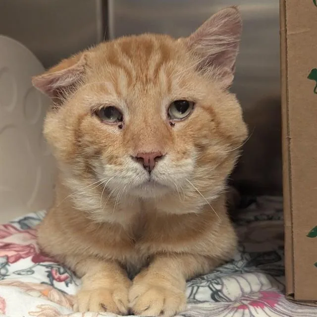 An adult medium-sized male Domestic Short Hair cat named Gilbert for adoption in Olivette, MO