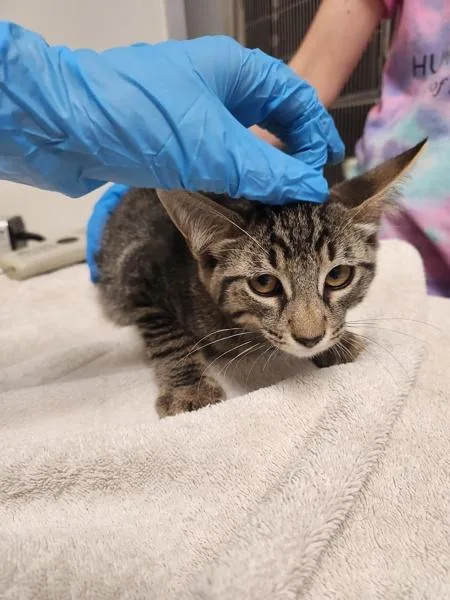 A baby small-sized male Domestic Short Hair cat named Hokas for adoption in Santa Rosa, CA