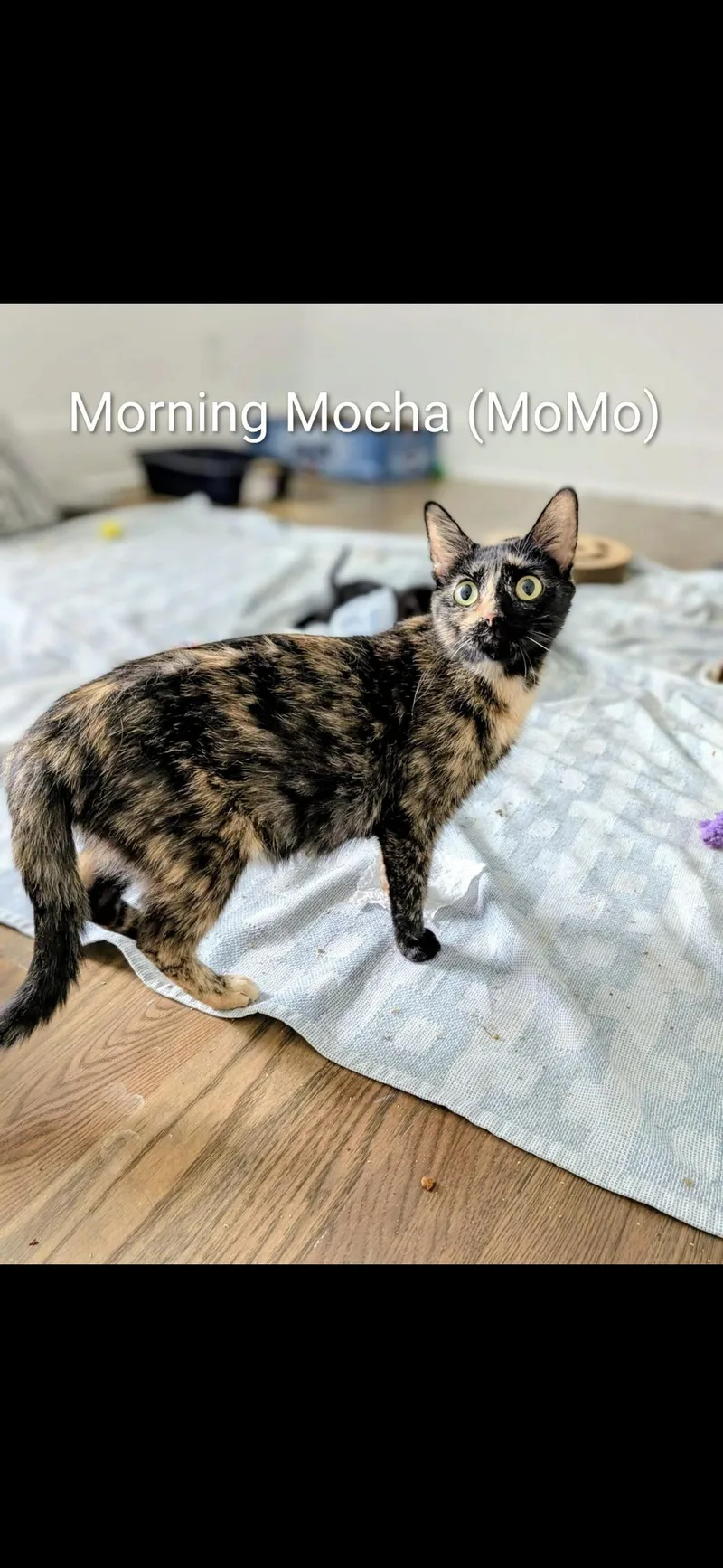 A young medium-sized female Tortoiseshell cat named Momo for adoption in Woodlawn, TN