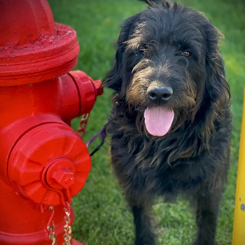 An adult large-sized male Standard Poodle dog named Rufus for adoption in San Andreas, CA