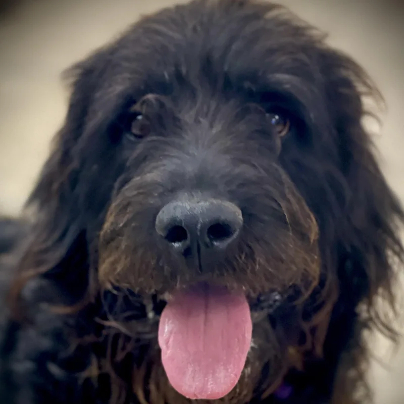 Rufus thumbnail 3