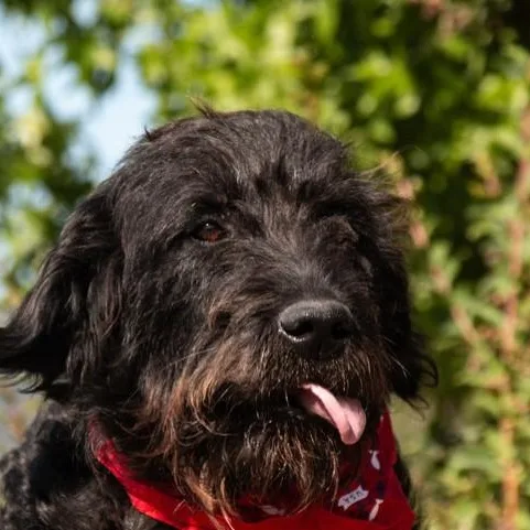 Rufus thumbnail 5