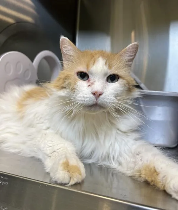 A senior large-sized male Domestic Long Hair cat named Synergy for adoption in Sioux City, IA