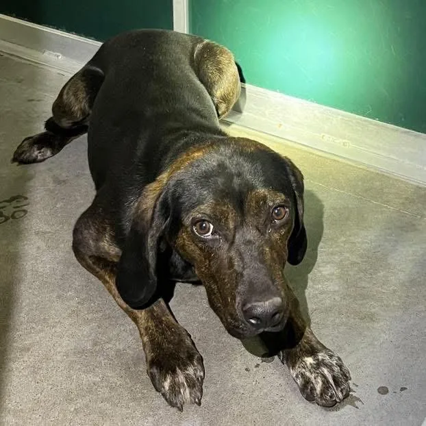 A young small-sized female Brindle Coonhound dog named Bcnutmeg for adoption in Idaho Falls, ID