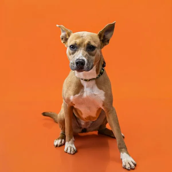An adult medium-sized female Labrador Retriever dog named Pen C Macaron for adoption in Lawrenceville, GA