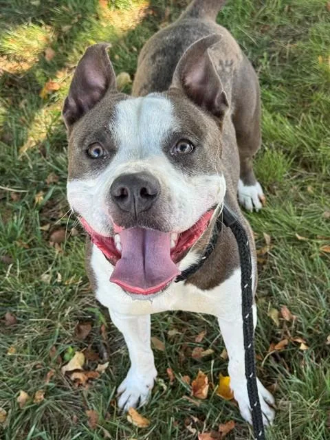 A young medium-sized male Terrier dog named Myles for adoption in Olivette, MO