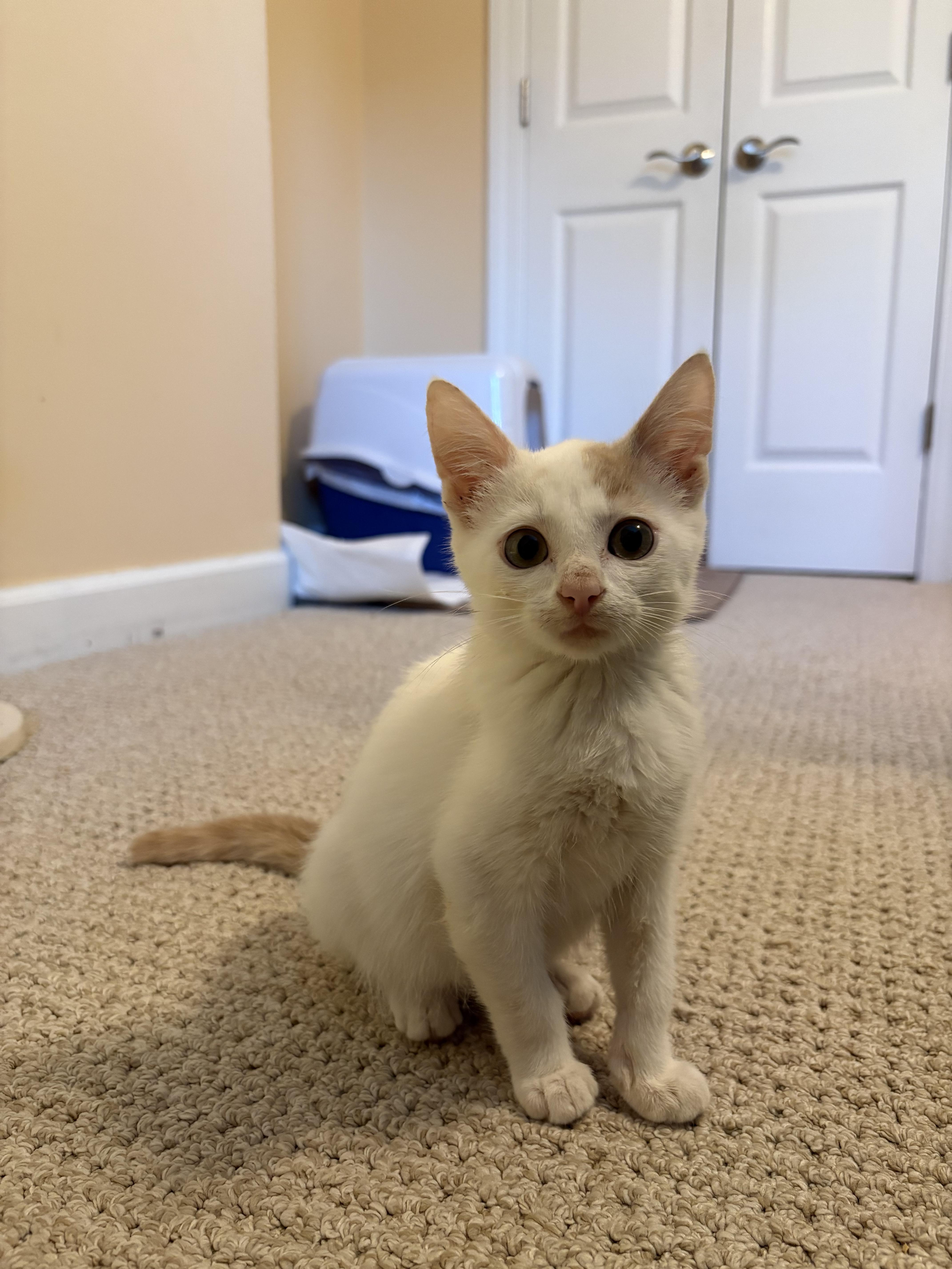 A young medium-sized male White Domestic Short Hair cat named Aramis for adoption in Marietta, GA