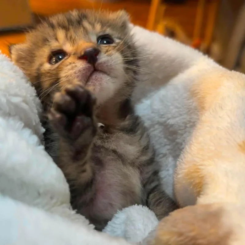 A baby small-sized male Brown / Chocolate Domestic Short Hair cat named Potato for adoption in Sand Springs, OK