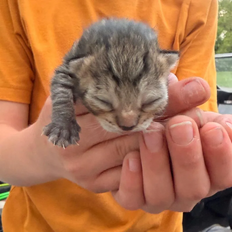 Potato thumbnail 2