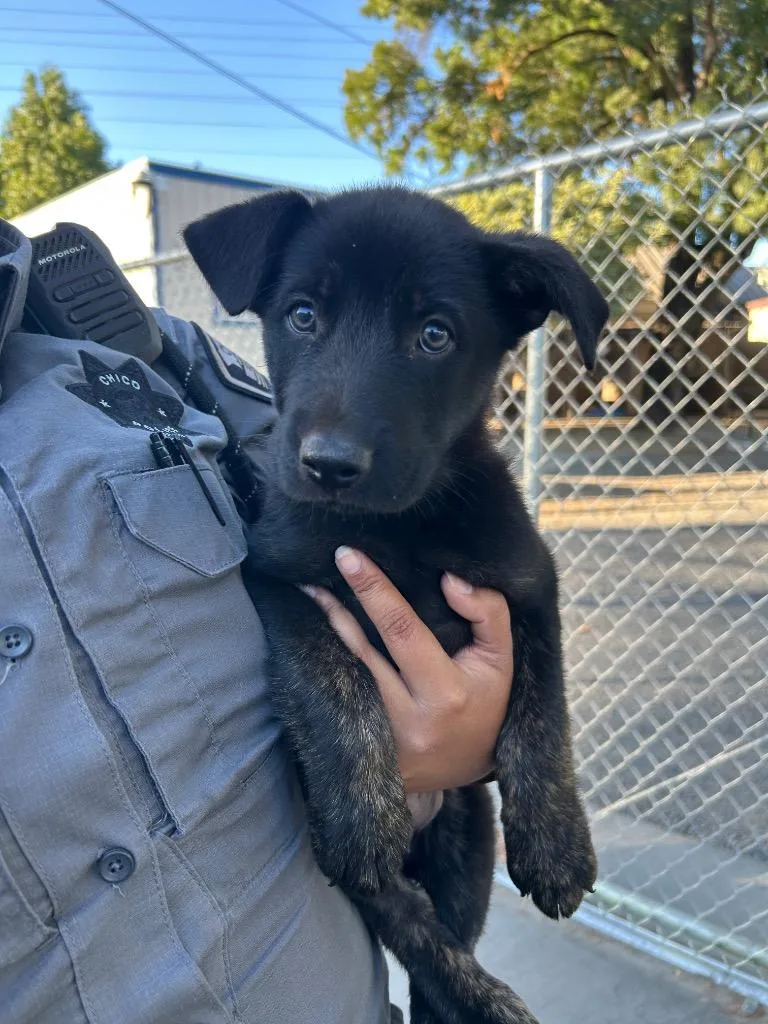 A baby medium-sized male Shepherd dog named Cobra for adoption in Chico, CA