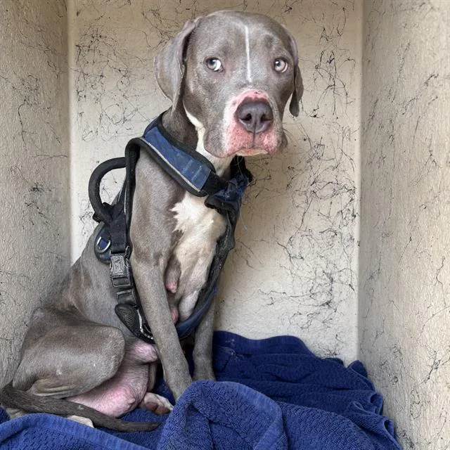 An adult medium-sized female Pit Bull Terrier dog named Fara for adoption in Indianapolis, IN