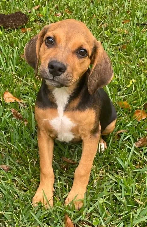A young small-sized female Beagle dog named Sally for adoption in eufaula, AL