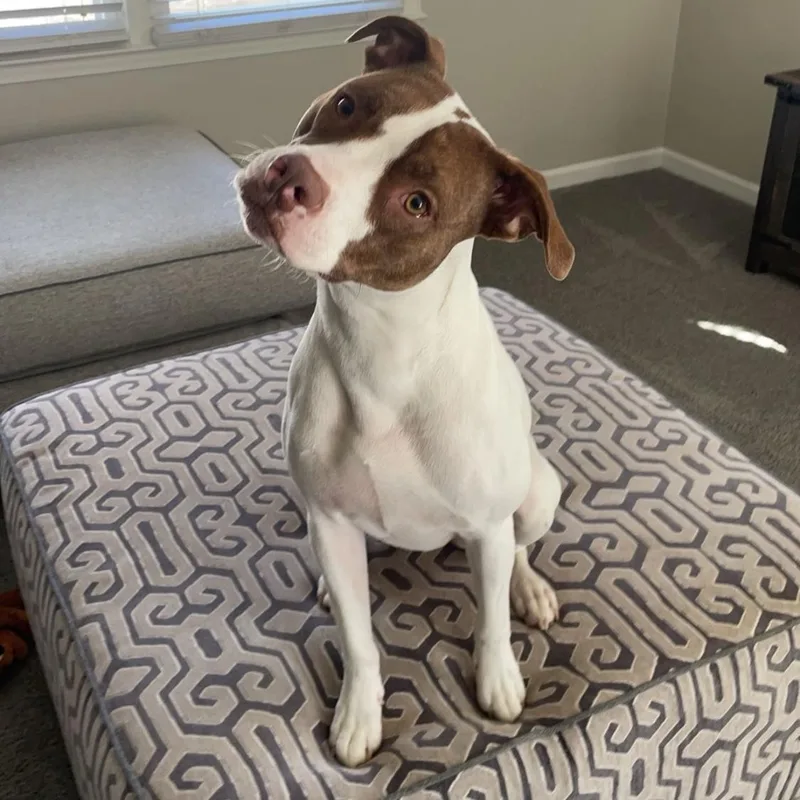 Kona & Oakley thumbnail 3