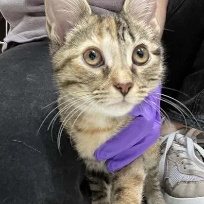 A baby medium-sized female Brown / Chocolate Domestic Short Hair cat named Lilith for adoption in Rapid City, SD