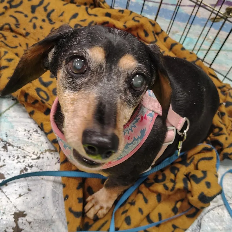A senior small-sized female Black Dachshund dog named Sheila for adoption in Coos Bay, OR