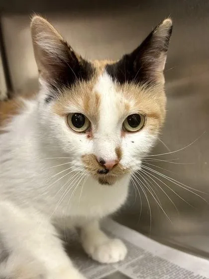 An adult medium-sized female Domestic Short Hair cat named Strudel for adoption in Wichita, KS