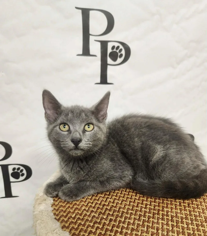 A baby medium-sized female Domestic Short Hair cat named Mariah for adoption in Social Circle, GA