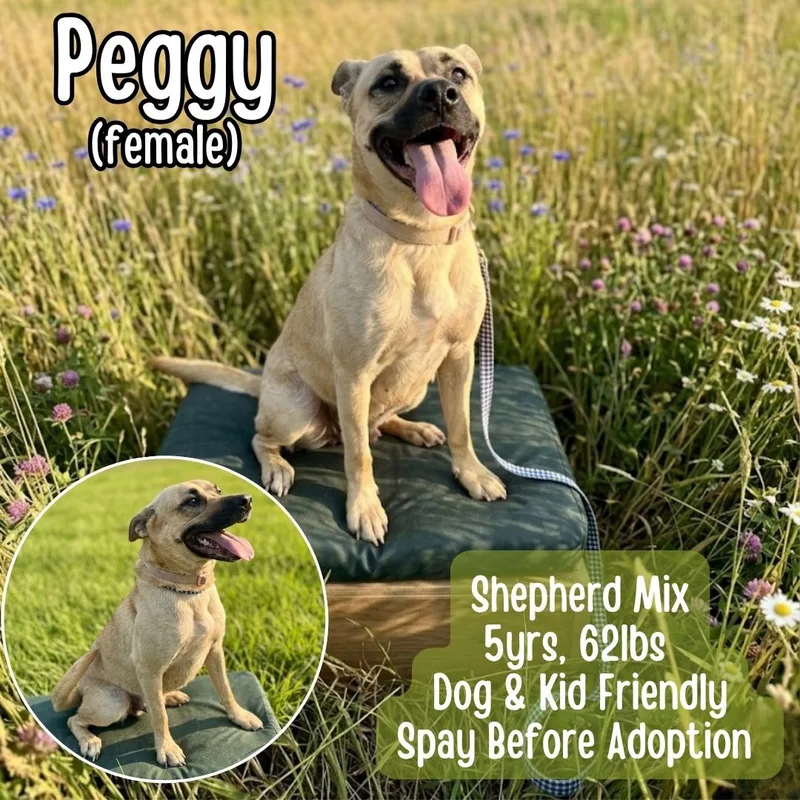 An adult large-sized female Apricot / Beige Shepherd dog named Peggy for adoption in Lancaster, KY