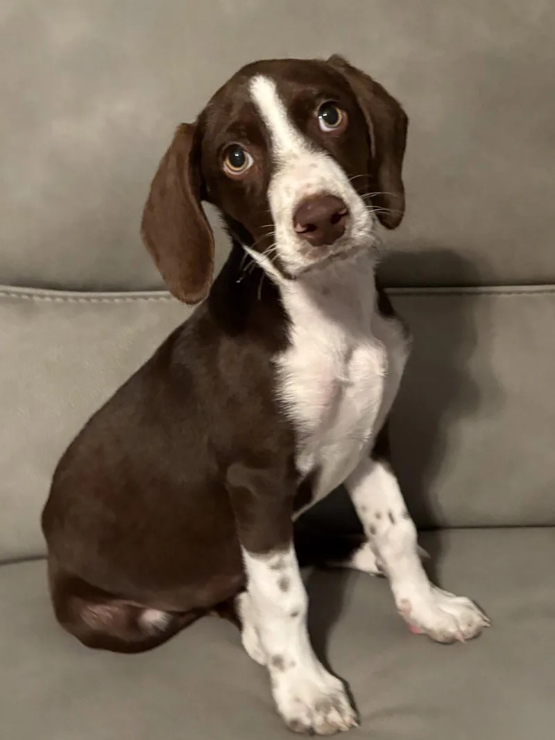A baby large-sized male German Shorthaired Pointer dog named Bosco for adoption in Newport, KY