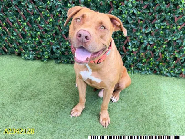 An adult large-sized male Mixed Breed dog named Ronnie for adoption in West Palm Beach, FL