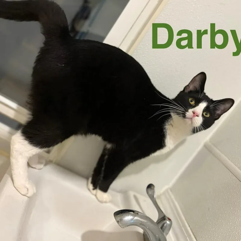 An adult medium-sized male Black Domestic Short Hair cat named Darby for adoption in Elwood, IN