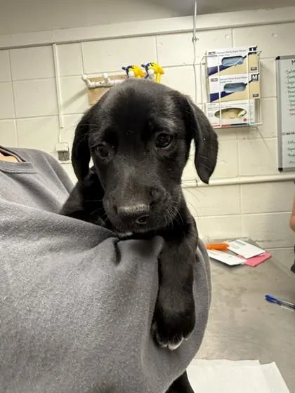 A baby large-sized male Mixed Breed dog named Kirby Derby for adoption in Covington, LA
